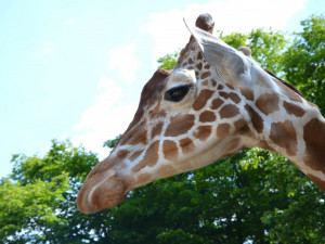 V zoo utratili žirafího samce. Měl potíže s příjmem potravy