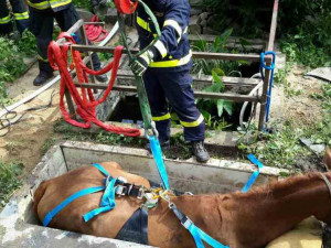 FOTO: V Podolí spadl kůň do jímky. Hasiči jej zachránili díky speciální síti