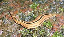 ilustrační foto , zdroj: Wikipedie.com