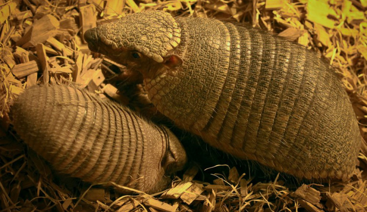 Mládě pásovce s rodičem. Zdroj: ZOO Brno