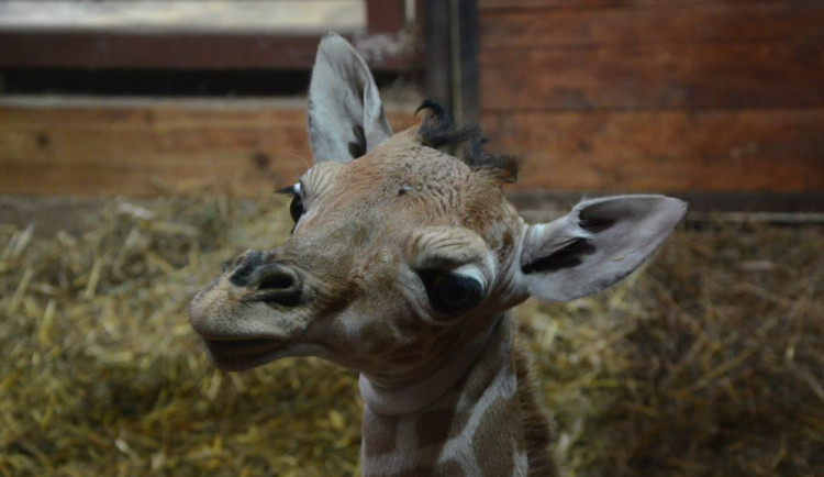Mláďátko žirafy v brněnské Zoo