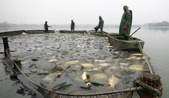 Výlov rybníku Vrkoč, Zdroj: Rádio Čas