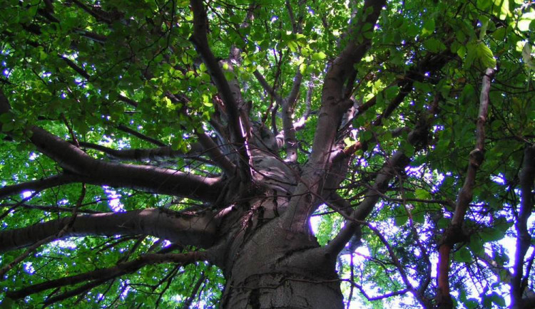 ilustrační foto, zdroj ludmilka.estranky.cz