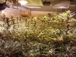 Brněnští policisté objevili dvě pěstírny marihuany, bylo v nich přes dvě stě dvacet rostlin