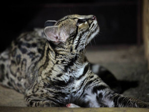 Brněnskou zoo obohatila unikátní kočka Margay