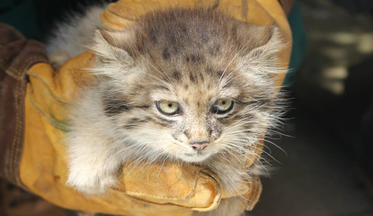 Mládě manulů, zdroj: Zoo Brno