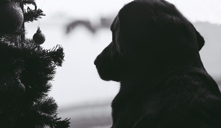 ilustrační foto, zdroj: pixabay.com