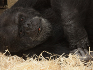 V brněnské zoo vznikne moderní výběh pro šimpanze za čtyřicet dva milionů