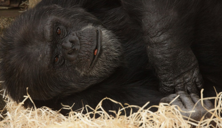 Šimpanz v brněnské zoo, zdroj: Zoo Brno