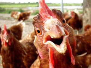 Ivančice a Moravský Krumlov svolávají kvůli ptačí chřipce krizové štáby, chovatelé v ochranném pásmu nesmí prodávat drůbež