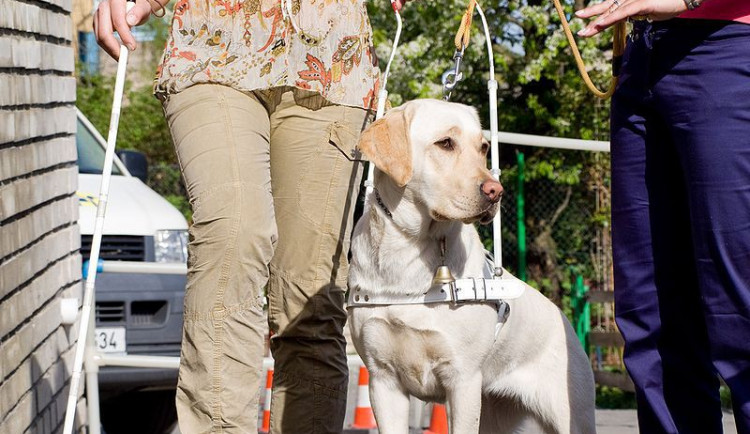 Žena s asistenčním psem, ilustrační foto