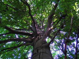 V Boskovicích vysadí na dvě stě padesát nových stromů