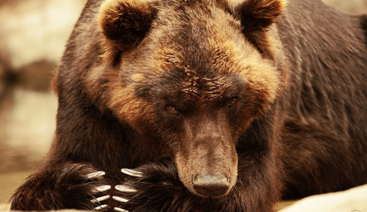 Aplikace brněnské zoo, Autor: Kevin Scherrer