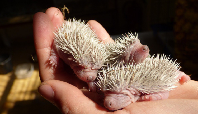 Ježek východní, mláďata. Zdroj: Zoo Brno