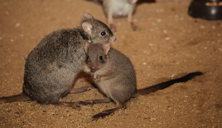 Mládě klokánka králíkovitého, zdroj: Zoo Brno