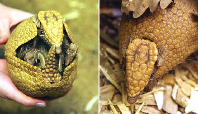 Pásovci kulovití, Zdroj: Zoo Brno