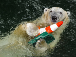 Brněnská zoo láká na víkend s ledními medvědy