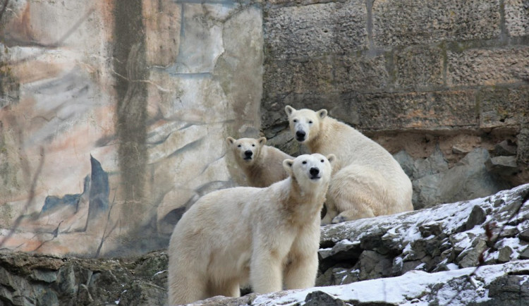Lední Medvědi v bfněnské zoo, Zoo Brno