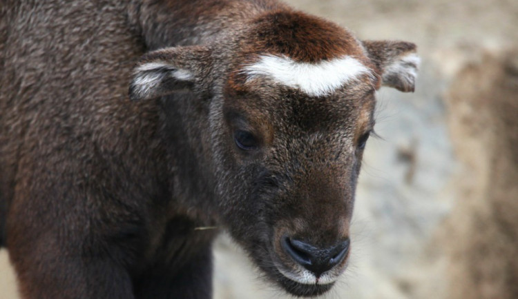 Takin, Zoo Brno