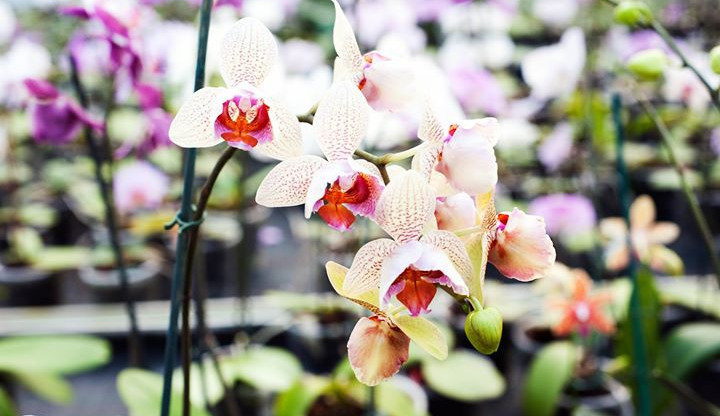 Zahrada Mendelovy univerzity nabídne sbírku orchidejí