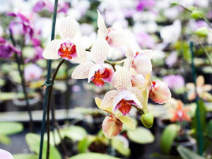 Zahrada Mendelovy univerzity nabídne sbírku orchidejí