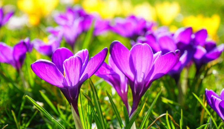 ilustrační foto, zdroj: pixabay.com