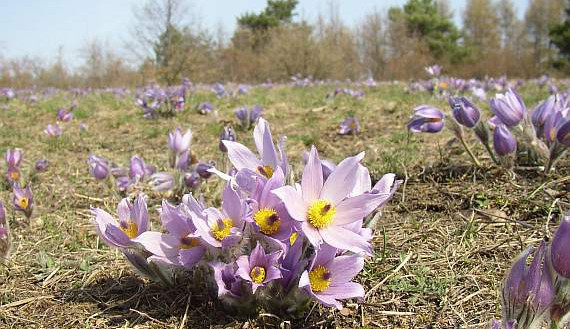 Koniklec, Zdroj: botany.cz, autor: Ladislav Hoskovec
