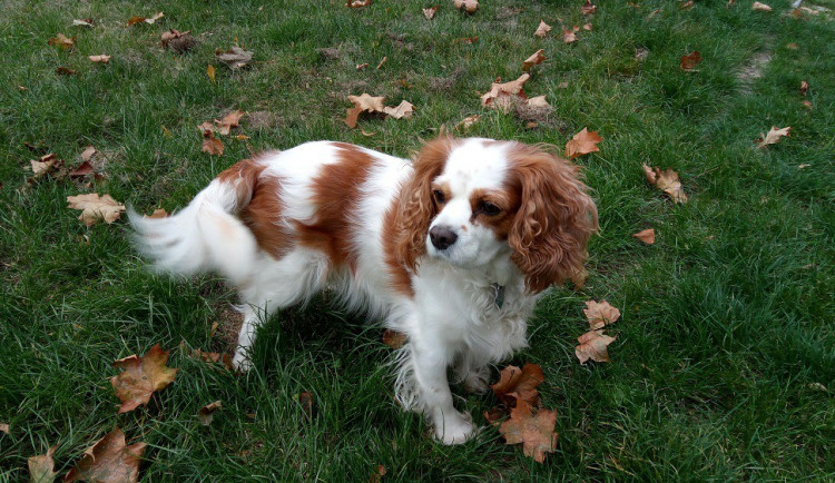 ilustrační foto, autor: Martin Šeda