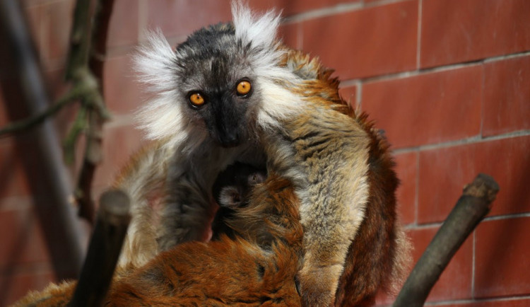 Lemur tmavý, maminka Magdálena s mládětem, zdroj: Zoo Brno