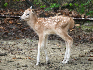 Brněnská zoo hlásí hned několik přírůstků! Mláďátko jelena milu a páreček klokanů bažinatých