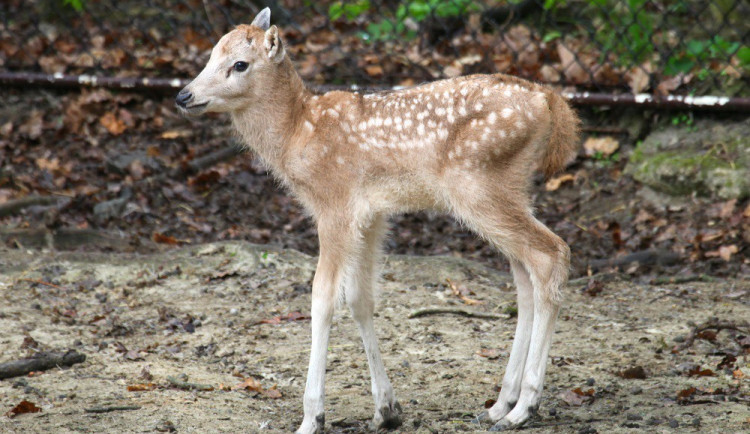 Mládě jelena milu, zdroj: Zoo Brno