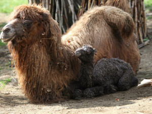 Velbloudům v brněnské zoo se narodilo mládě. Malá Valerie je zdravá a má se čile k světu