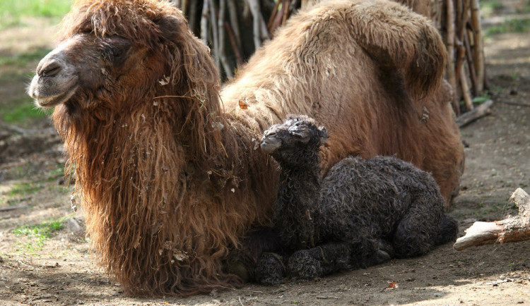 Velbloudí mládě Valerie, zdroj: zoo Brno