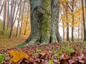 Brňané mohou vybrat nejhezčí brněnský strom pro rok 2017