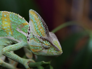 V Brně vzniká nová zoo specializovaná na chameleony
