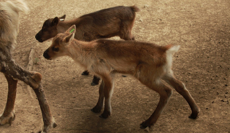 mláďátka soba polárního