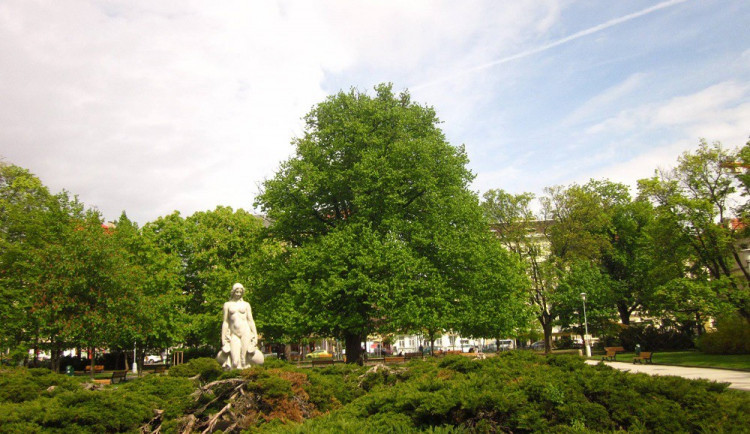 Líska na Obilním trhu, jeden z finalistů brněnského Stromu roku, zdroj: Ek. Inst. Veronika