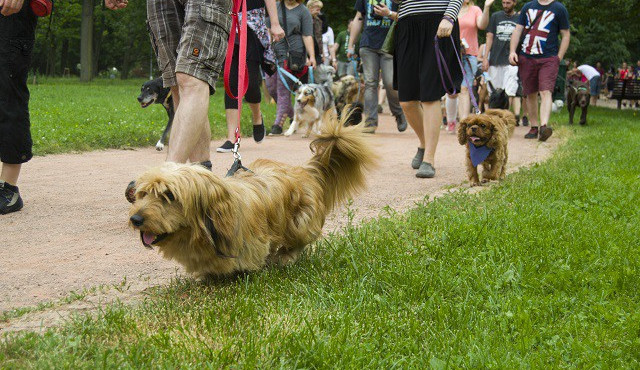 Několik stovek pejskařů podpořilo během v Lužánkách útulky pro pejsky v nouzi, autor: Martin Šeda