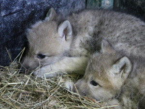 Smečku vlků v brněnské zoo rozšířilo pět rozkošných vlčat