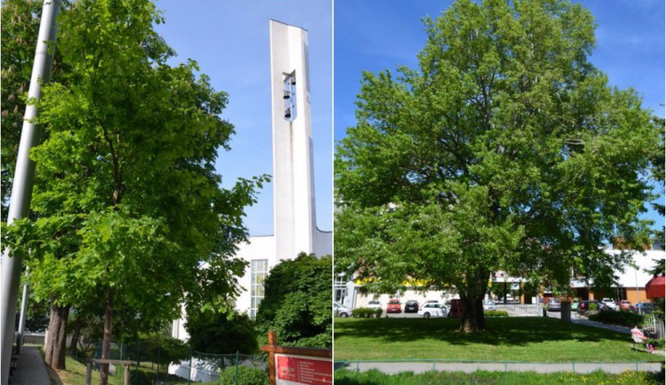Předloňský vítězný strom roku (vlevo) a letošní vítěz (vpravo)