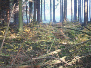 Aktivisté protestovali proti vykácení pruhu lesa u Macochy, ověsili stromy barevmnými fáborky