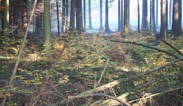 Lesy u Macochy, Gamepark