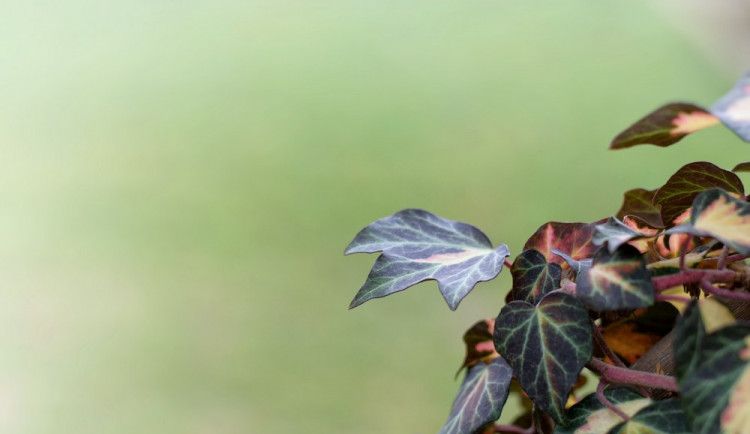 ilustrační foto, zdroj: pixabay.com