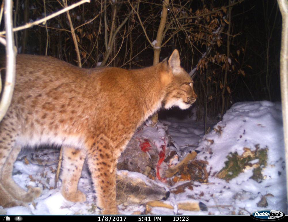 Rys žijící v Moravském krasu dostal sledovací zařízení a jméno Kryštof