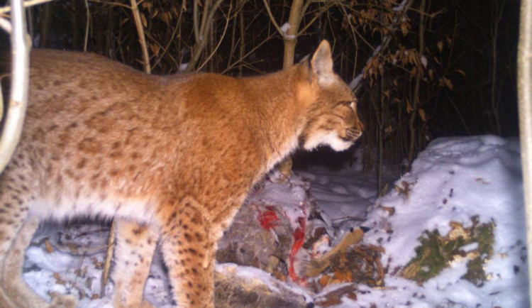 Rys ostrovid, foto: Mendelova univerzita, Hnutí Duha