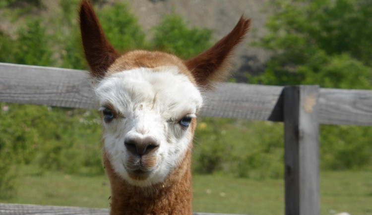 Unikátní modrooká lama, zdroj: Lamacentrum, FB