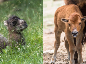Brněnská zoo slaví narození velbloudího kluka a bizoní holky