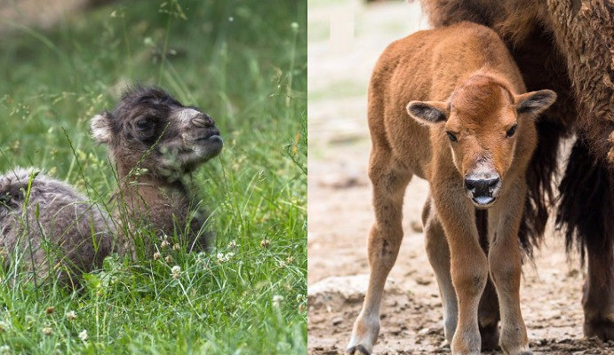 Mládě velblouda a bizona, Autor: Roman Kočí