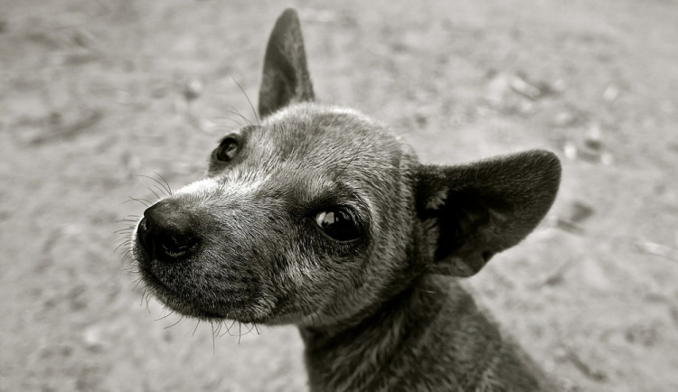 ilustrační foto, zdroj: pixabay.com