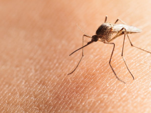 Komárů je letos na jižní Moravě méně. Bez repelentů, ale do lužních lesů raději nechoďte